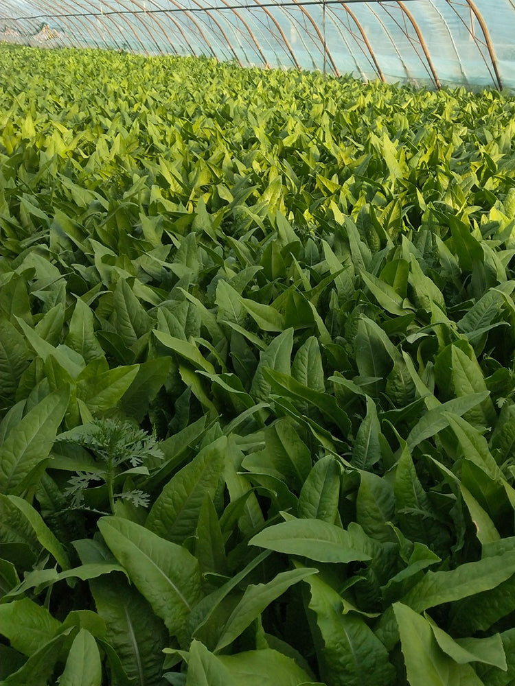 Nongyan Pointed-Leaf Romaine Lettuce