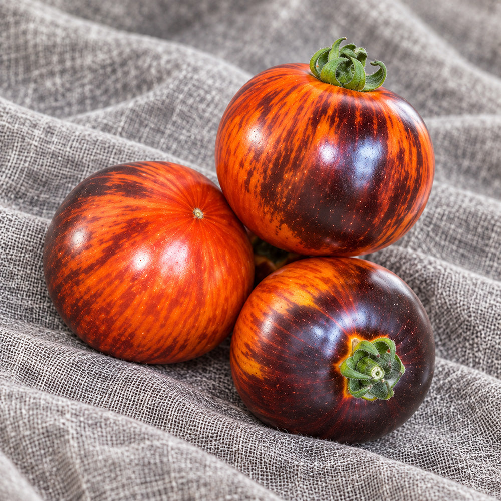 456 Dwarf Striped Antho Tomato