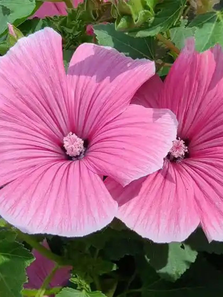 Flower Mallow (Lavatera trimestris)