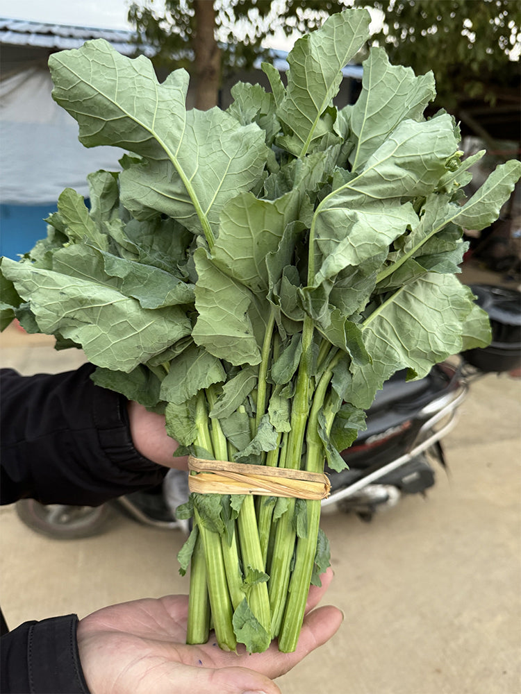 Lvyou No.10 Youcaitai (Chinese Flowering Cabbage)