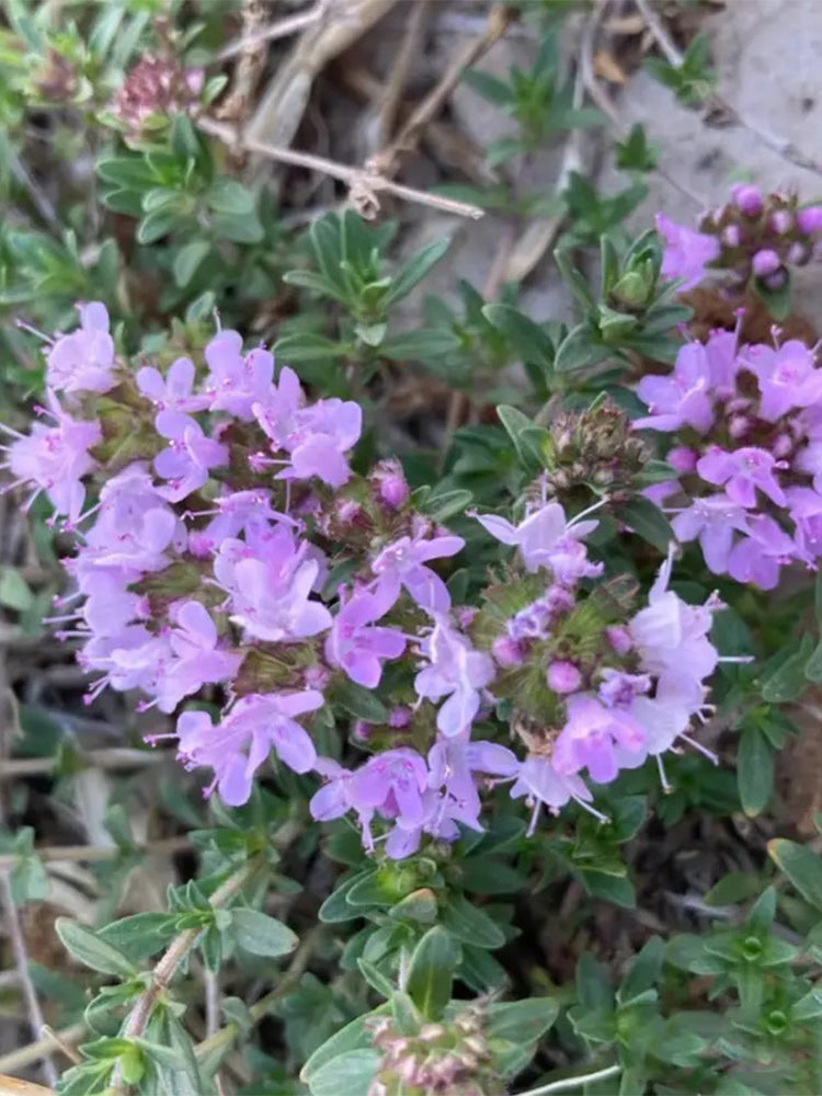 Mongolian Thyme (Thymus mongolicus)