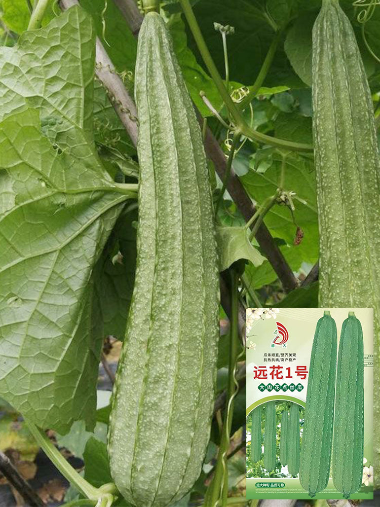Yuanhua No.1 Large-fleshed Spotted Luffa