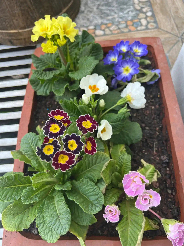 English Primrose (Primula vulgaris)