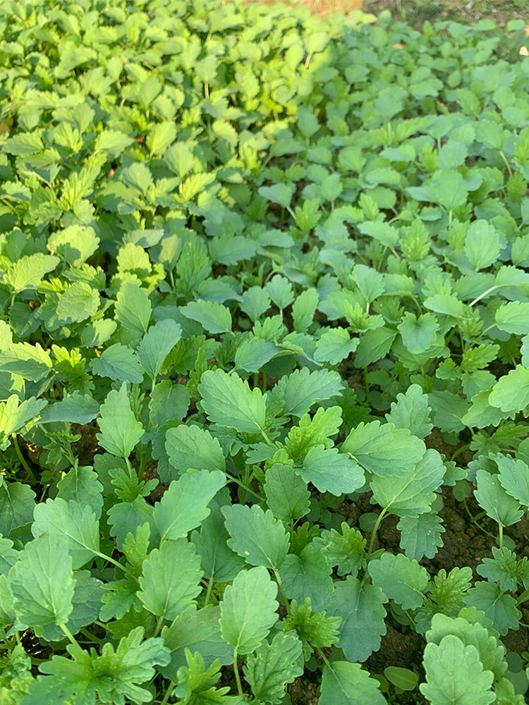 Chinese Motherwort