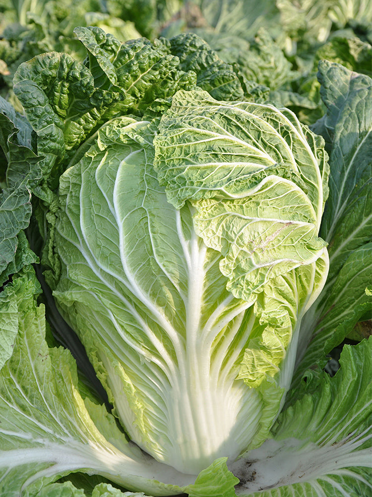'Jiaoyan 5869' Chinese Cabbage