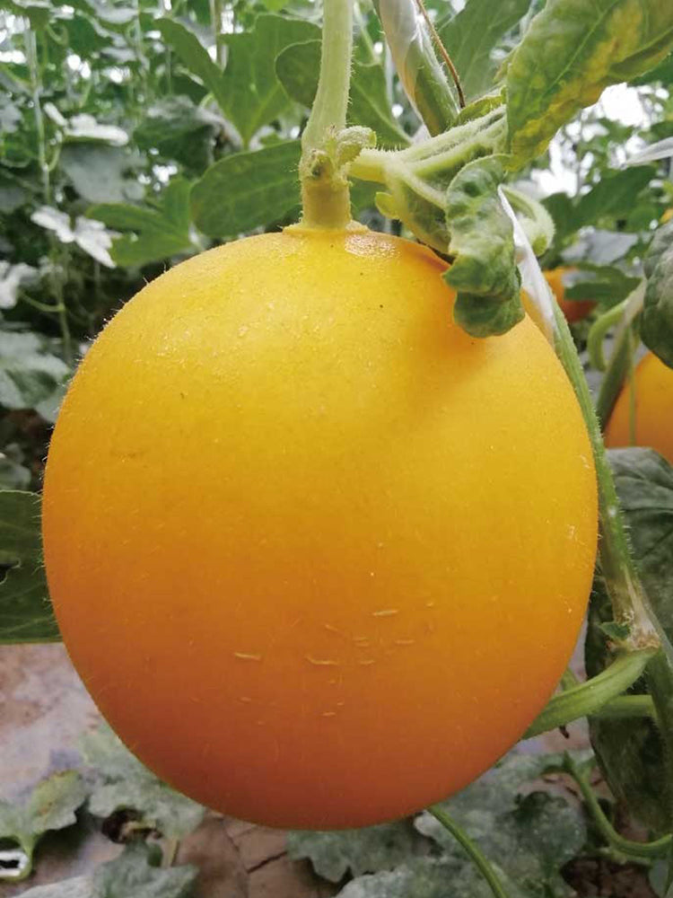 Hongyu Sweet Melon