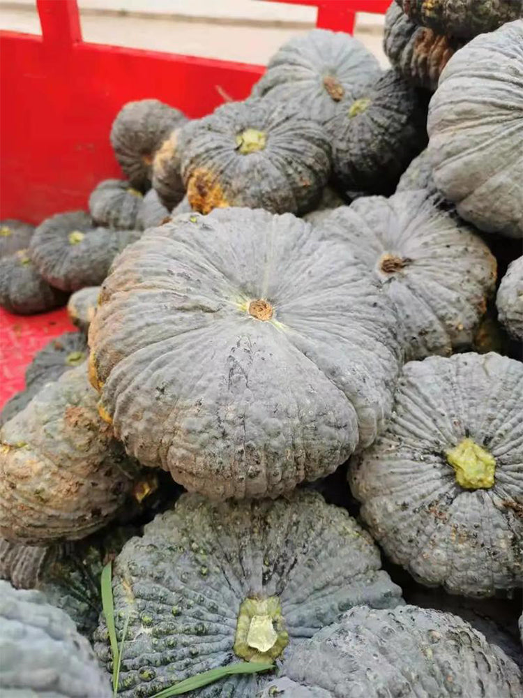 Thai 'Gold Coin' Pumpkins