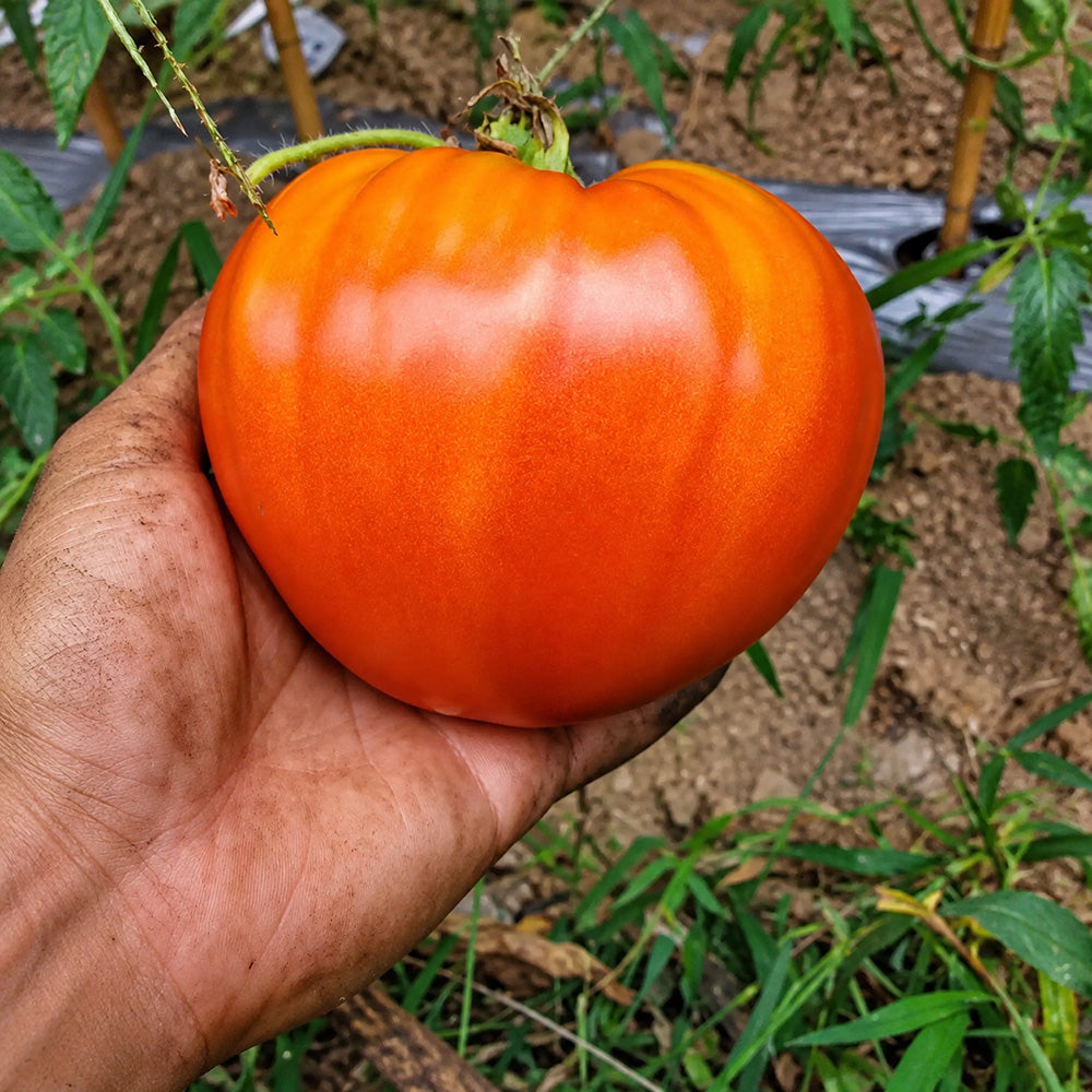 193 Momini Salzi (Maiden's Tears) Tomato