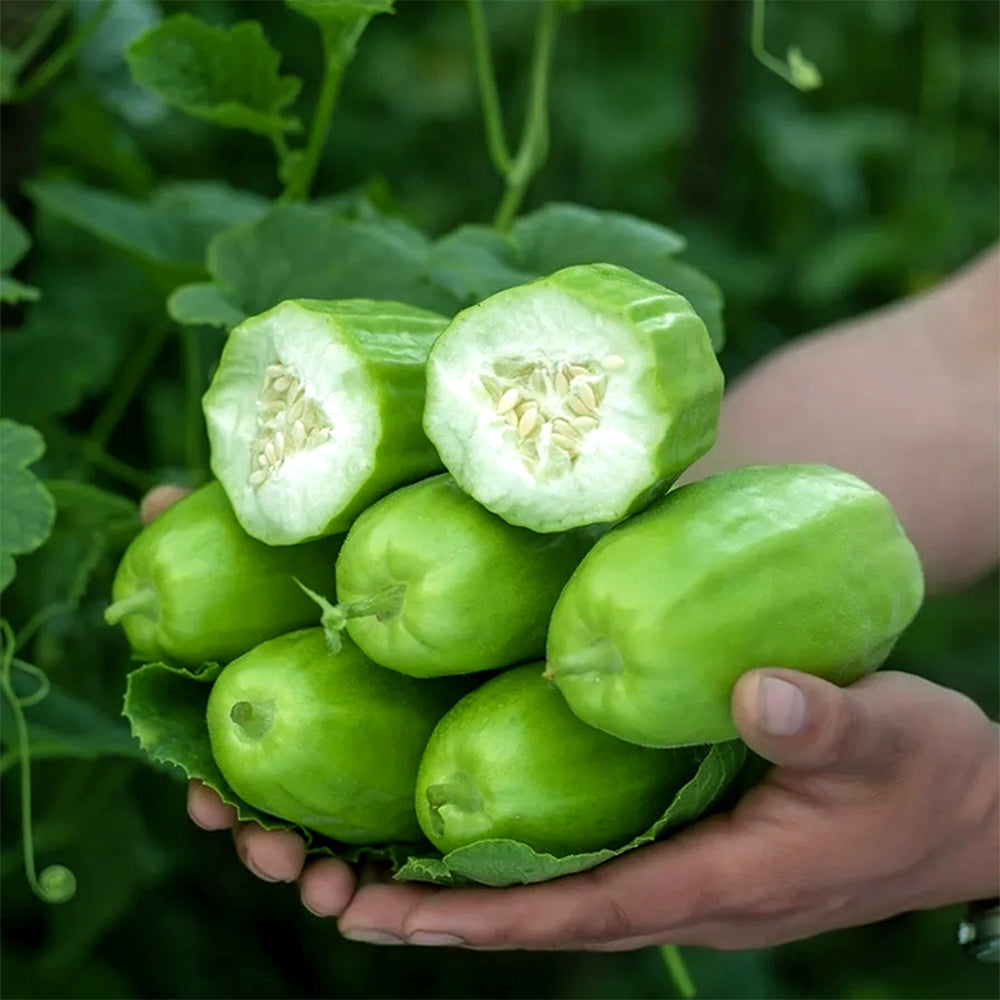 5 Bags (2 grams / Bag) of Eight-ridged Crispy Cucumber Seeds, Fragrant and Sugar-free Melon