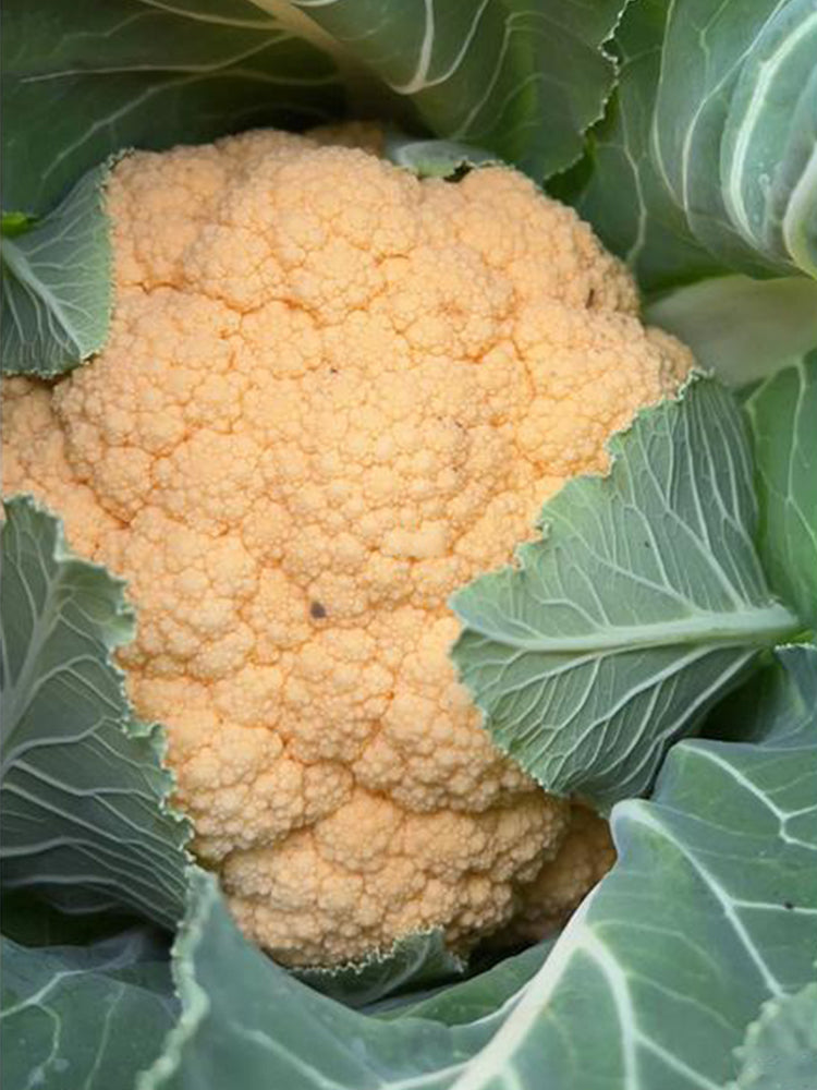 Orange Flower No.2 Cauliflowers