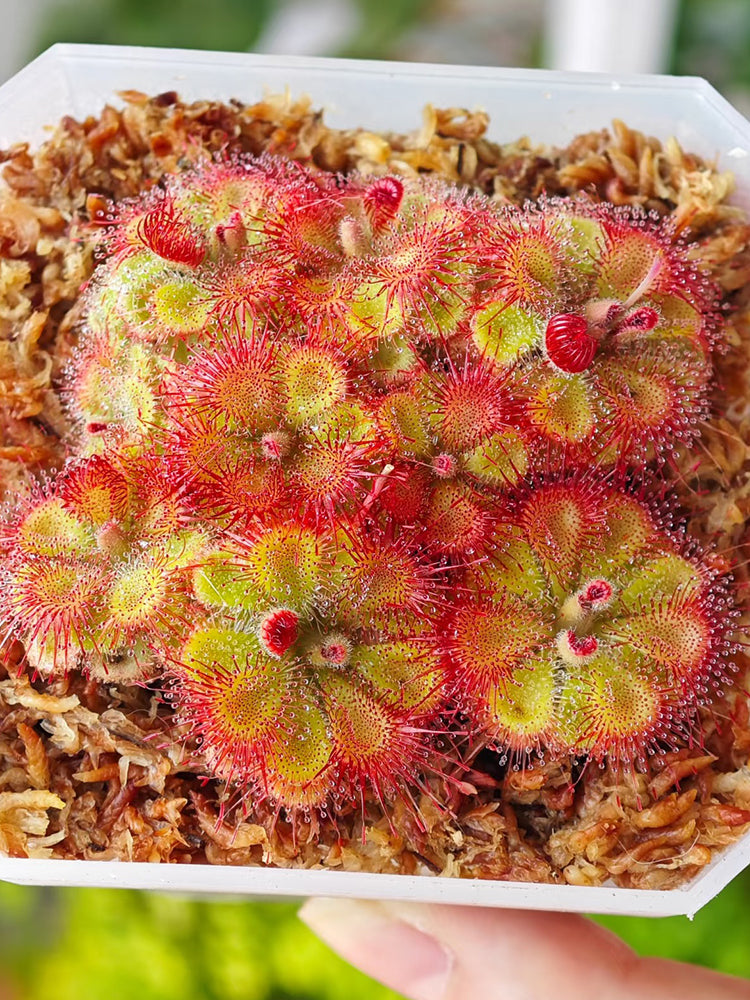 Drosera burmannii 'Humpty Doo'