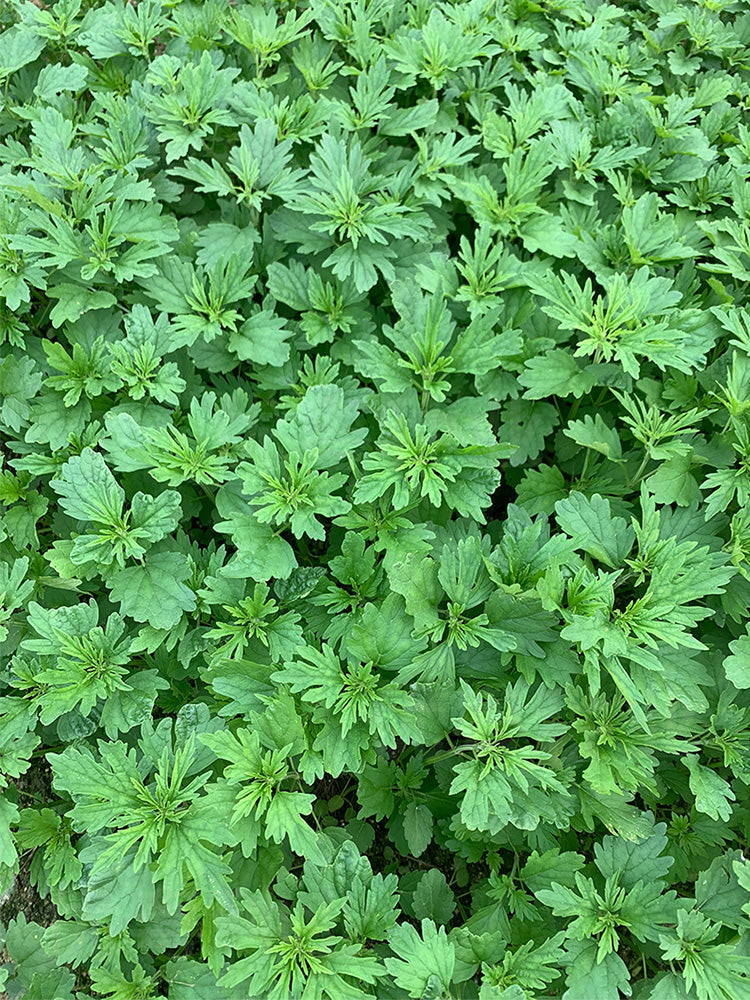 Chinese Motherwort