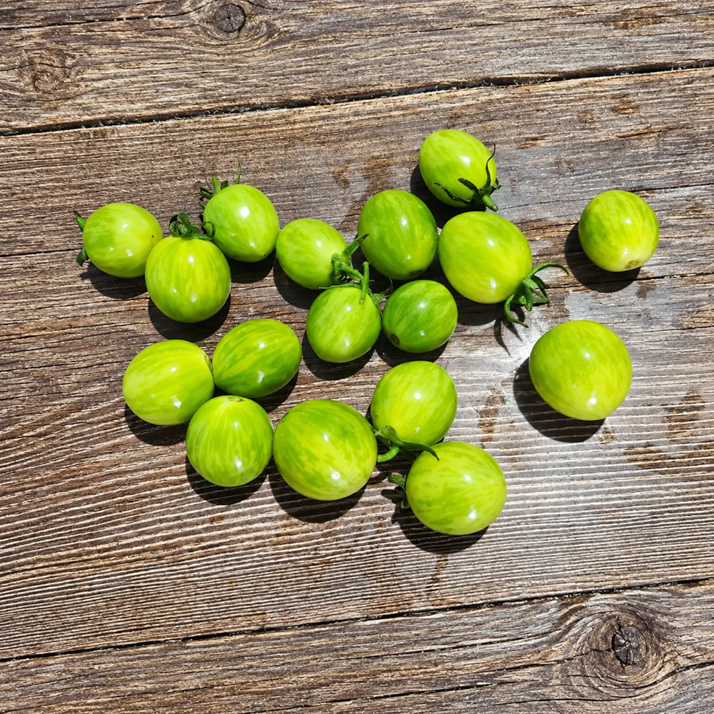 330 Emerald Stream Tomato