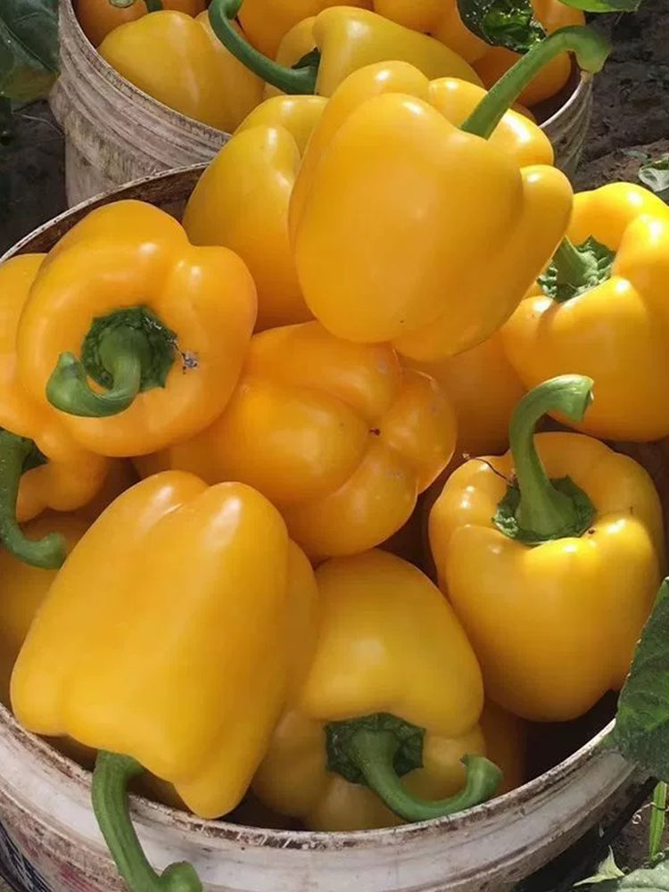 Yellow Lantern Sweet Pepper
