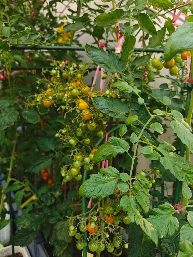 Mille Fleurs Tomato