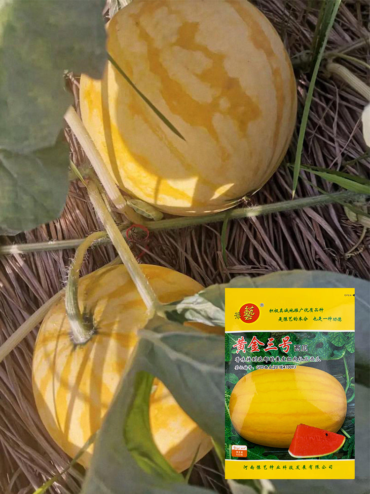 Golden No.3 Watermelons