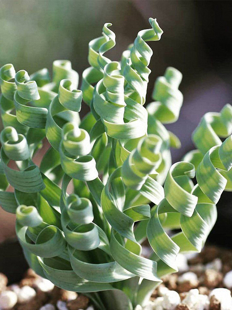 Broad-leaved Albuca (Albuca concordiana Baker)