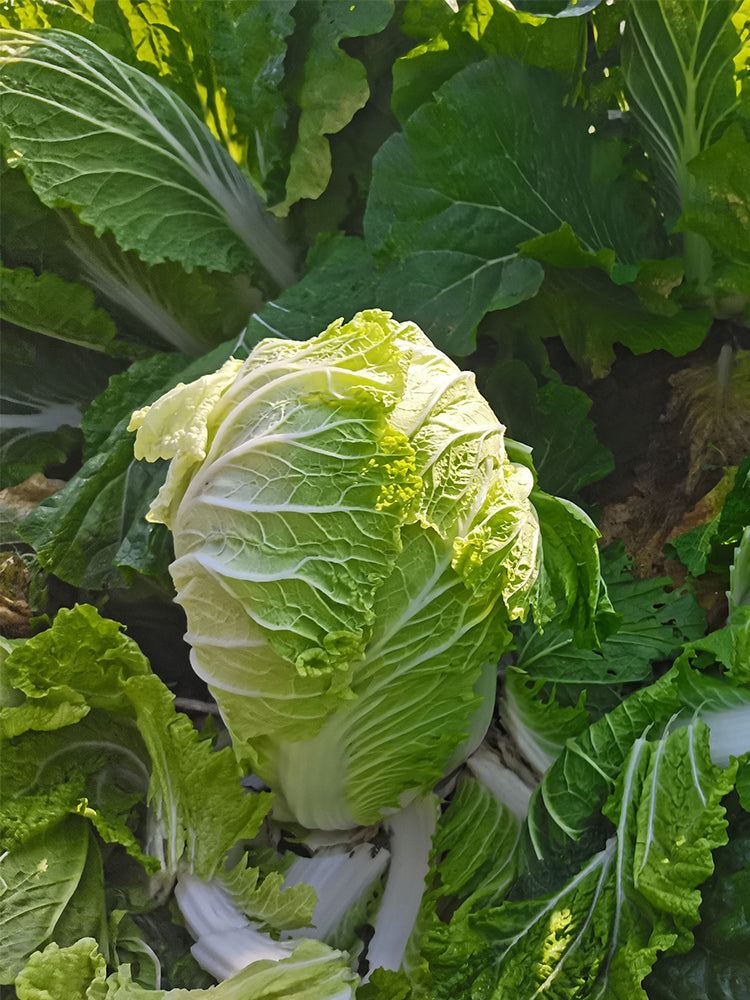 'Qiuguan 70' Chinese Cabbage