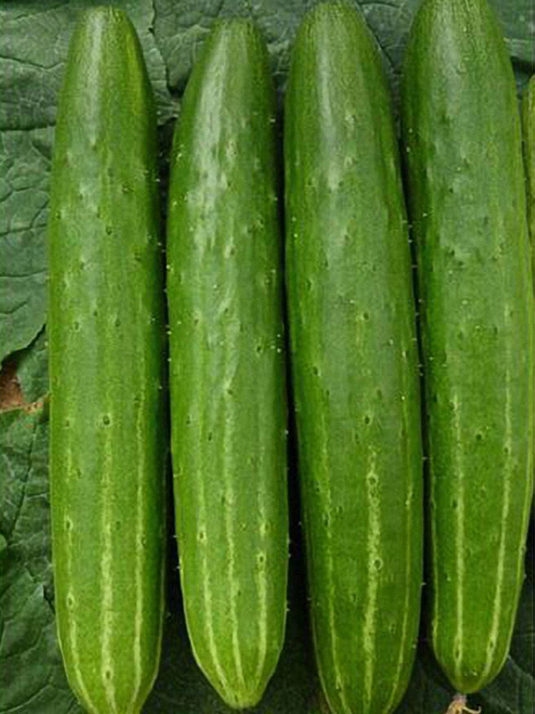 Guangliang No.74 Fruit Cucumbers