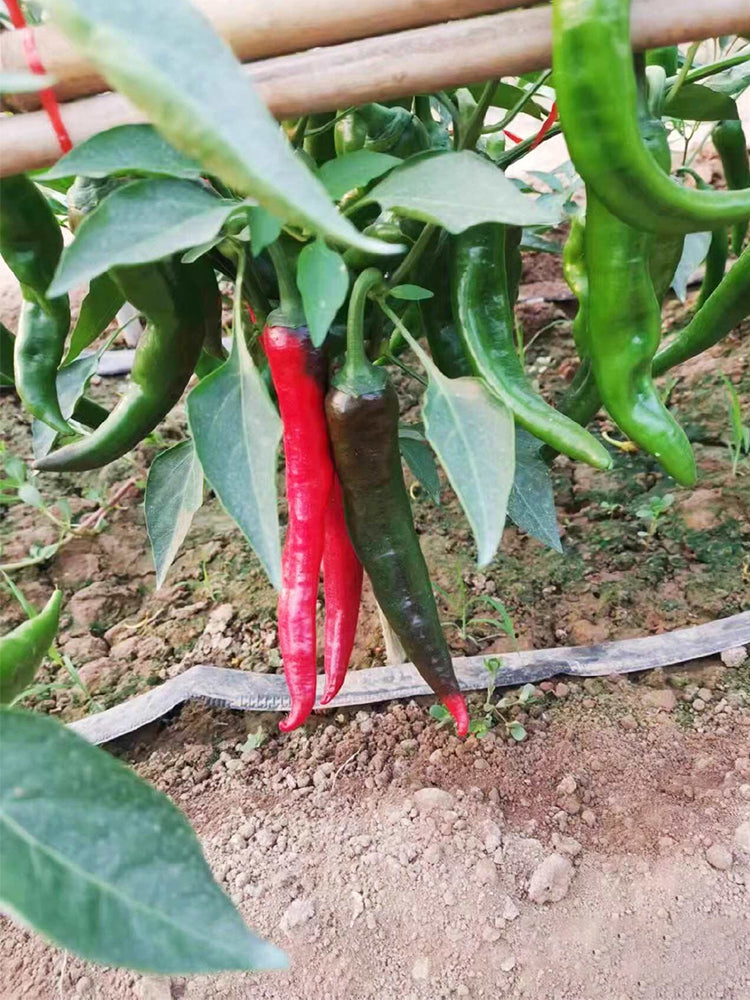Lameizi Chili Peppers