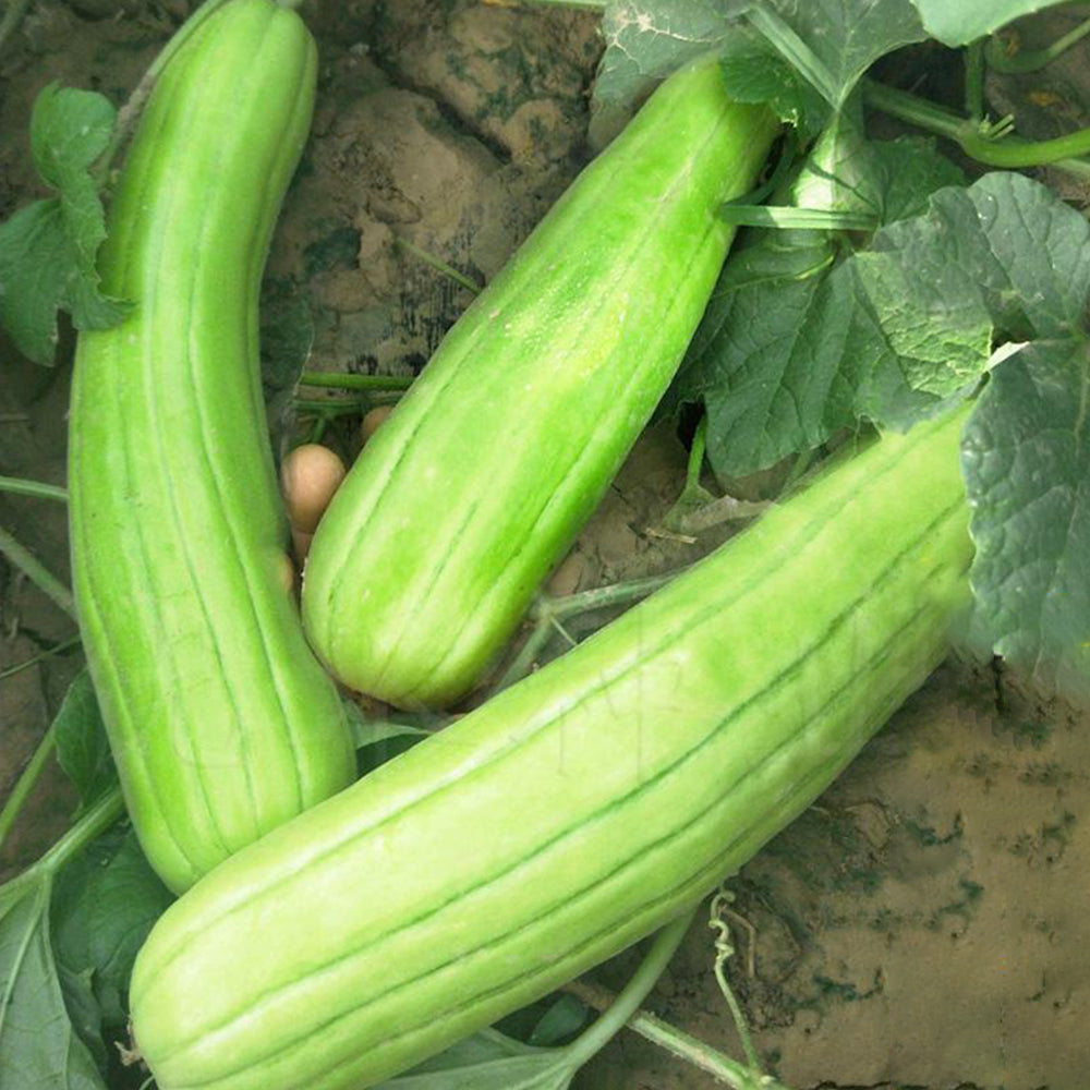 5 Bags (2g / Bag) of Qinglong Cucumber Seeds, Suitable for Raw Consumption, Pickling, and Stir-frying