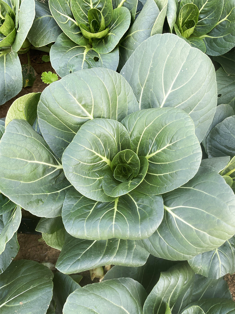 'Black Marshal' Bok Choy