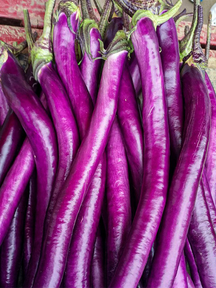 'Hangqie No.1' Eggplant