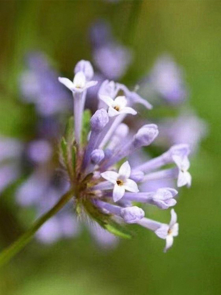 Blue Woodruff (Asperula orientalis)