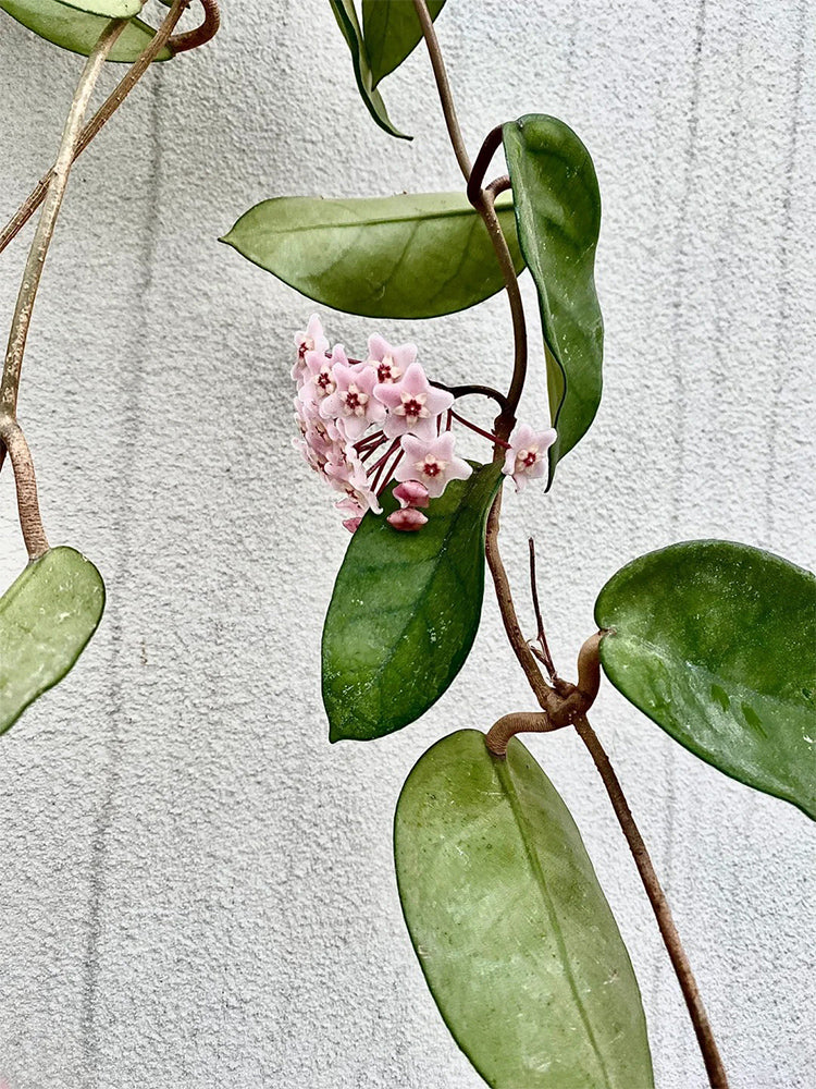 Hoya commutata Unrooted Stem Cuttings