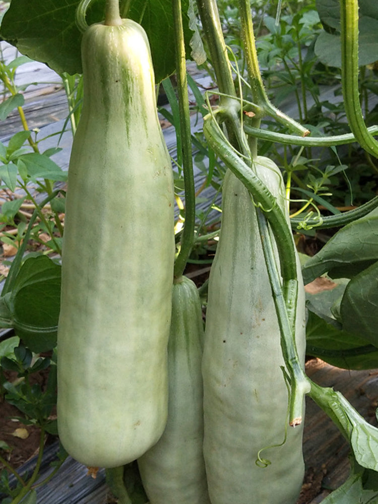 Horn-shaped Crispy Melon