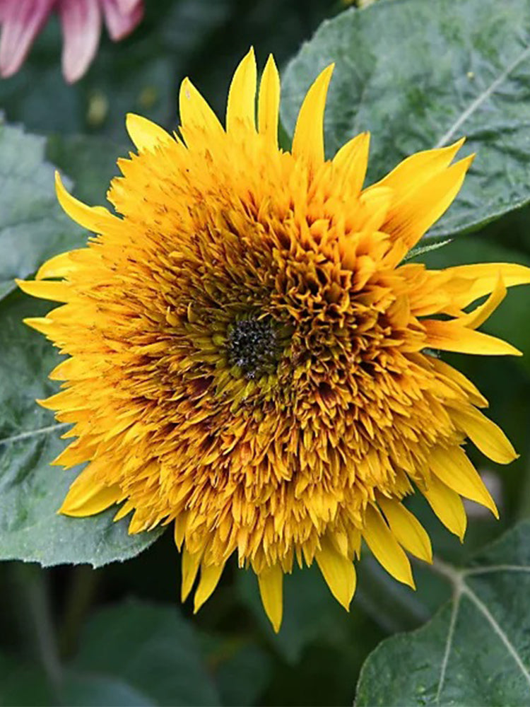 Meteor Double Sunflower