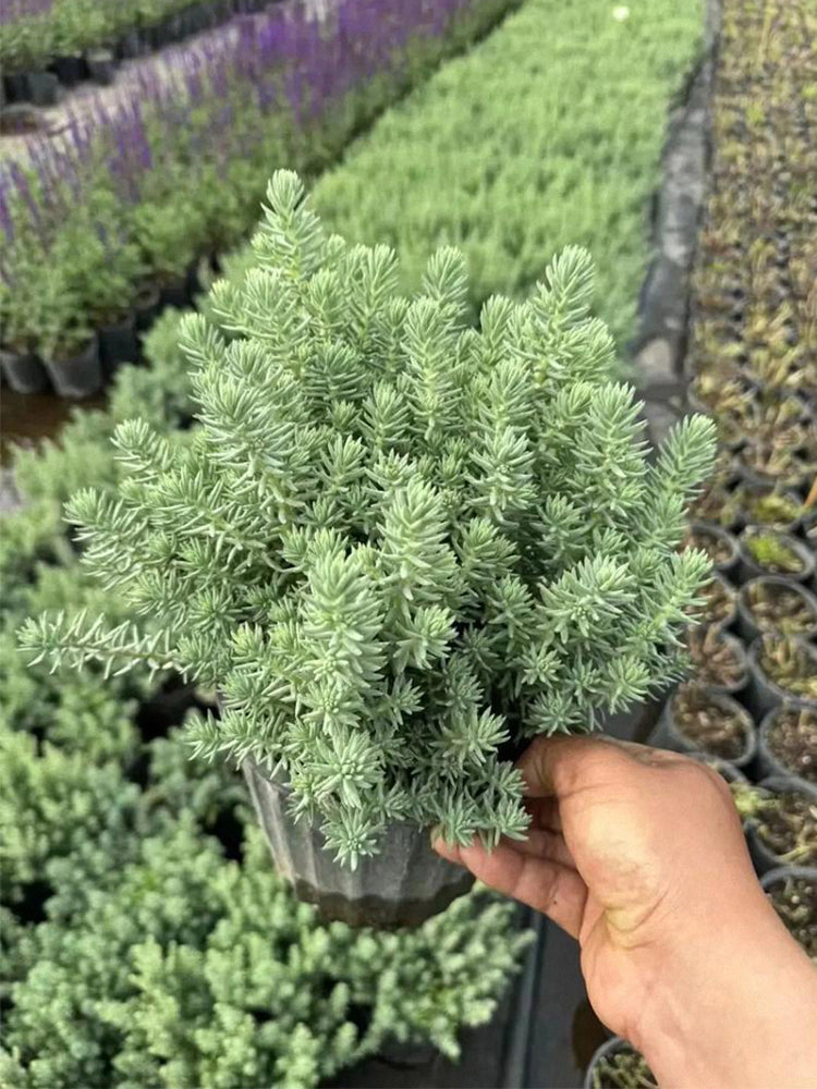Reflexed Stonecrop (Petrosedum rupestre)