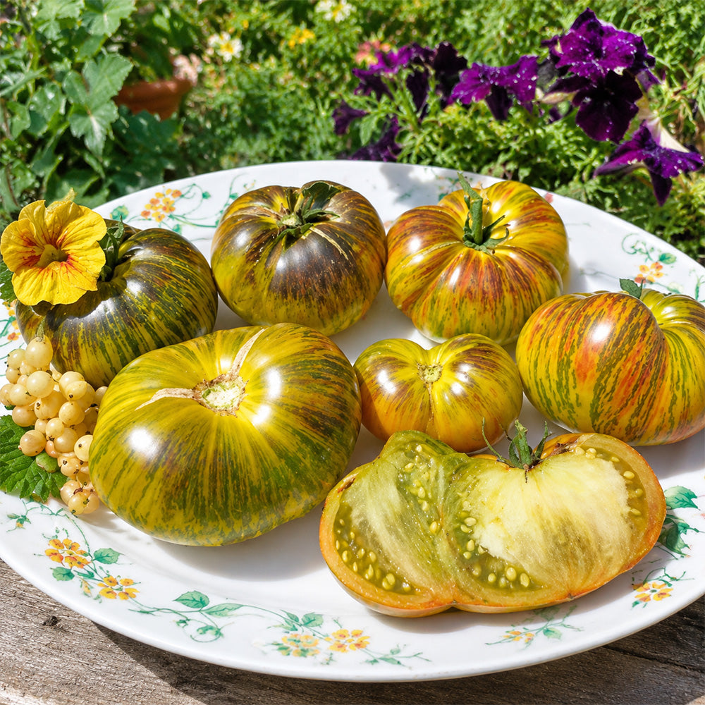 62 Dwarf Rebela F5 Tomato