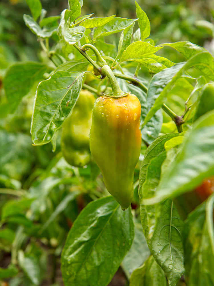 'Avalon Variegated F6' Pepper