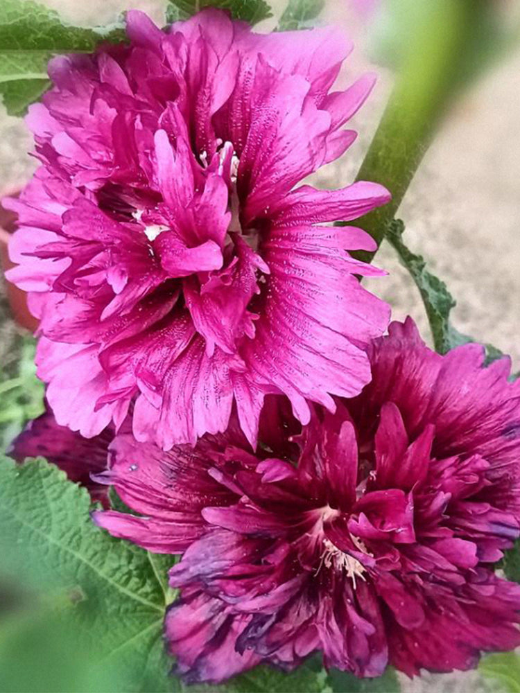 Lilac Rose Hollyhock (Alcea rosea L.)