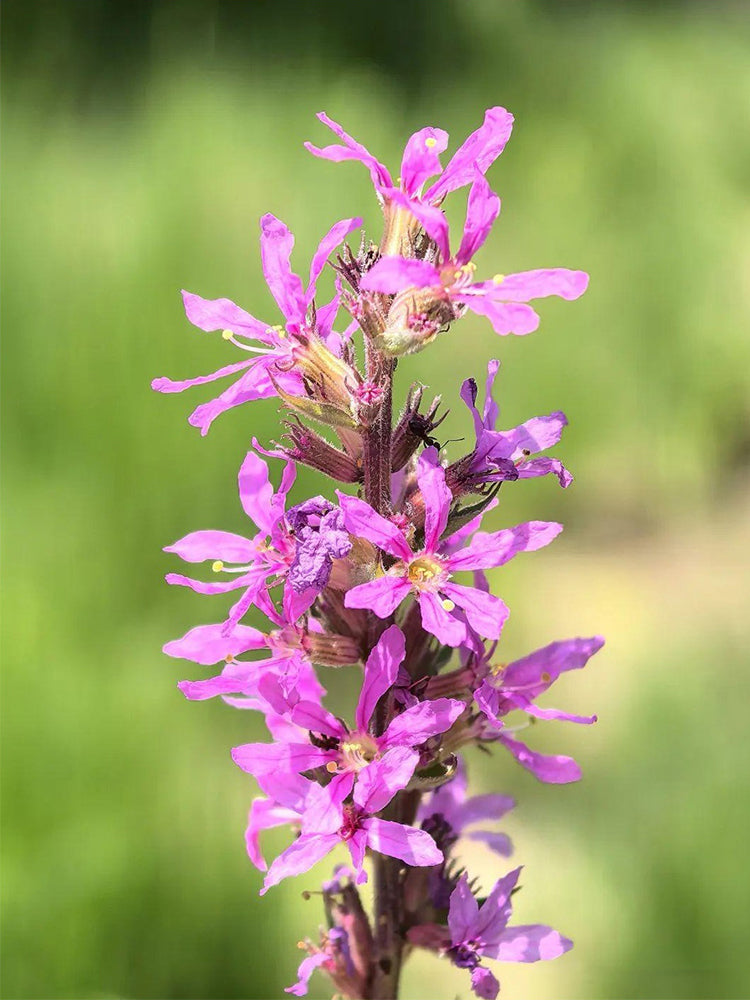 Purple Loosestrife (Lythrum salicaria L.)