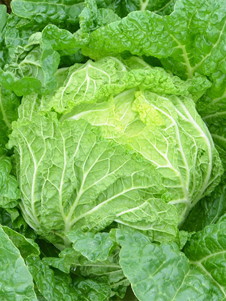 'Jiaoshu Autumn-King' Chinese Cabbage