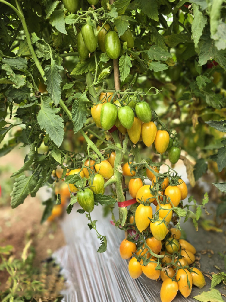 'Tennessee Surprise' Yellow Cream Tomato