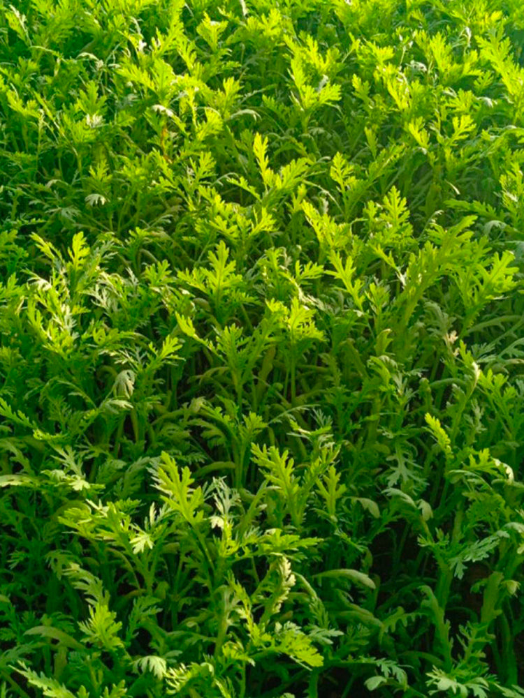 Fine-Leaved  Garland Chrysanthemum