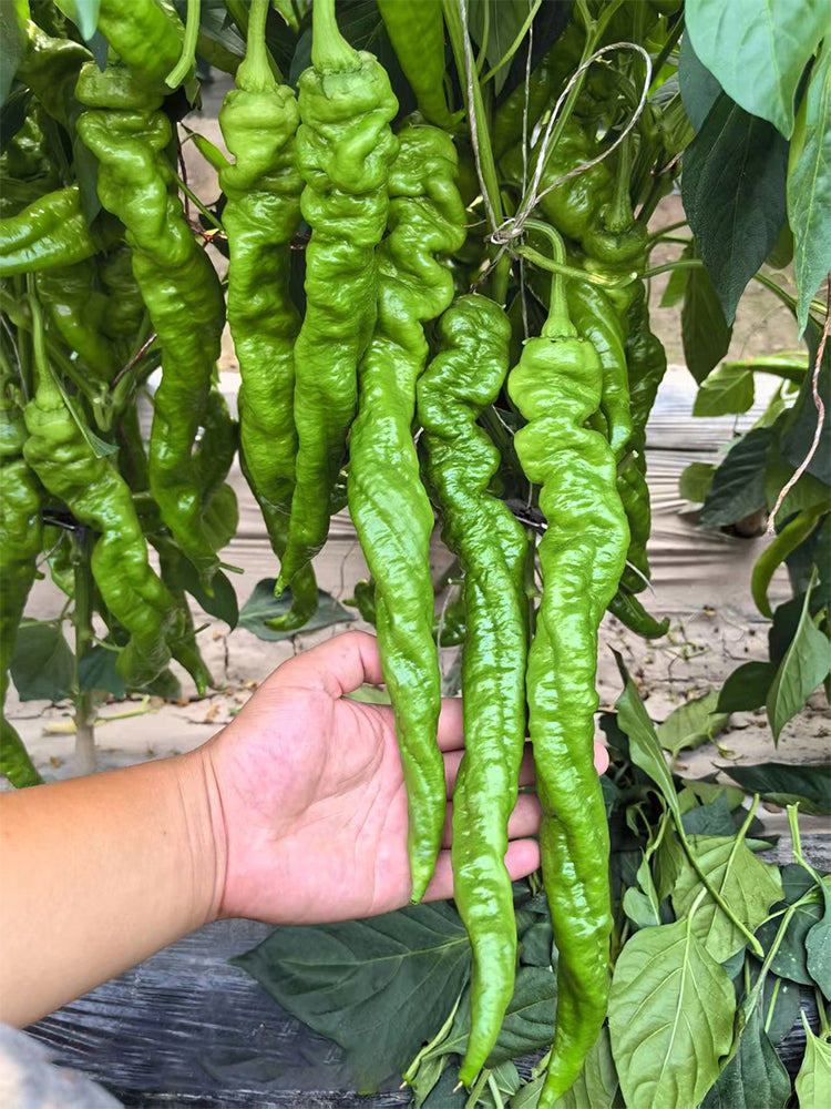 Qinglong Spiral Peppers