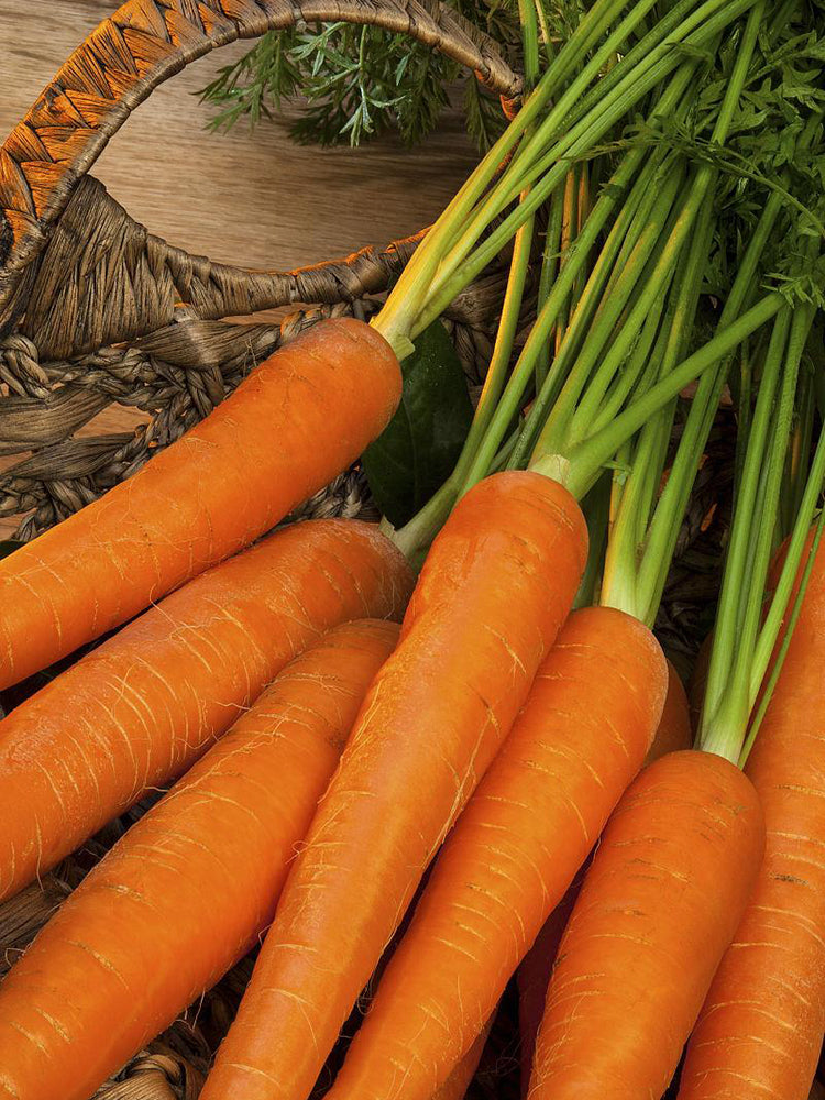 'Zhongyu 1870 F1' Carrot