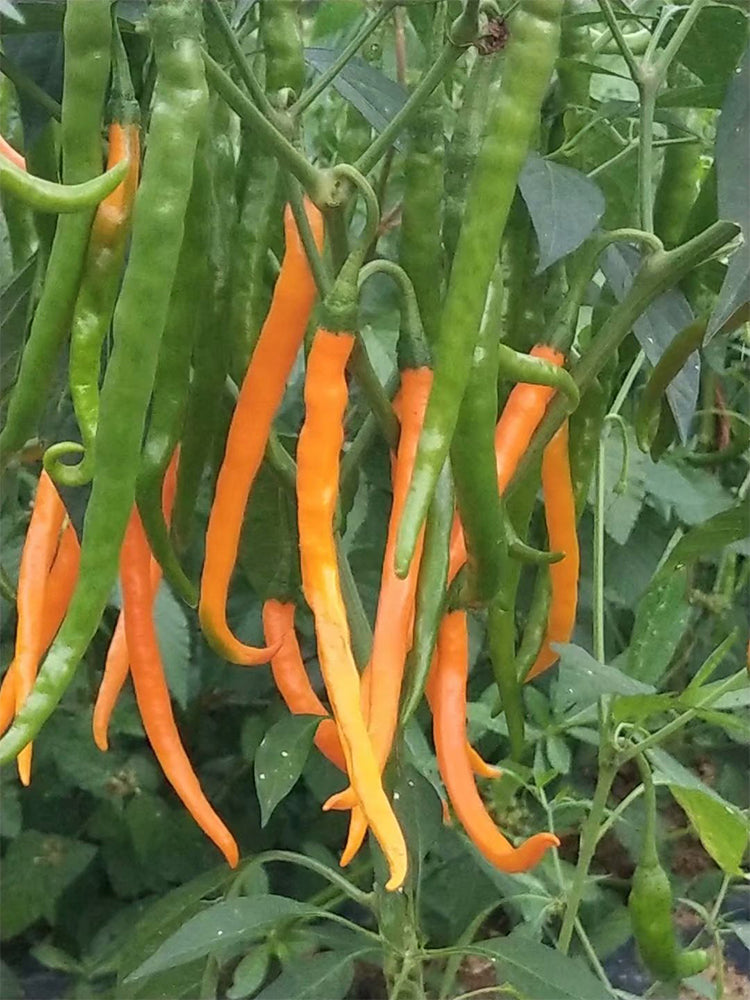 Huangdi Linear Chili Pepper