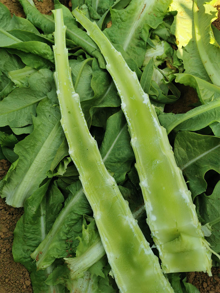 Double-tip Stem Lettuce