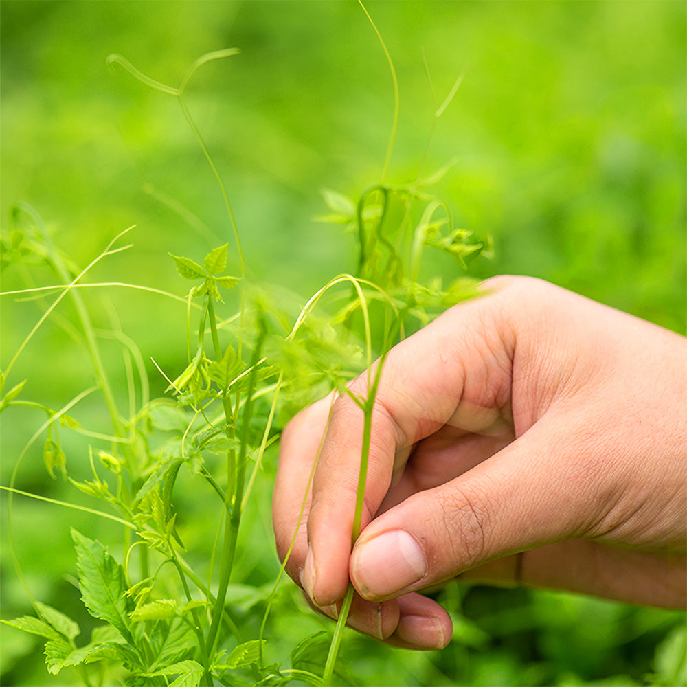 Bellfarm® Gynostemma pentaphyllum Seeds