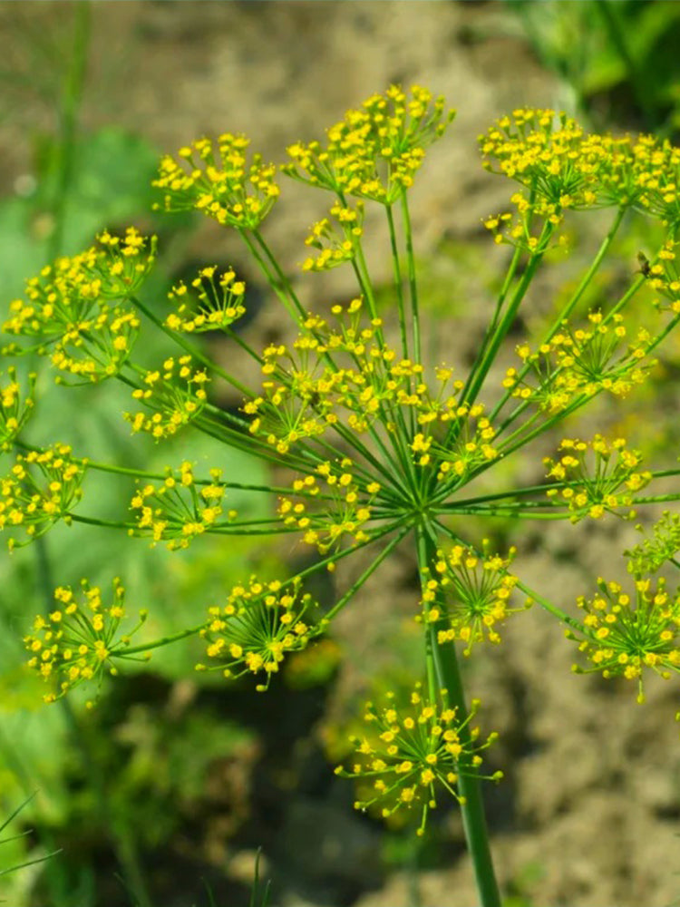 Dill , Anethum graveolens