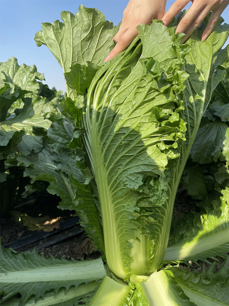 'Cuiqing No.8' Chinese Cabbage
