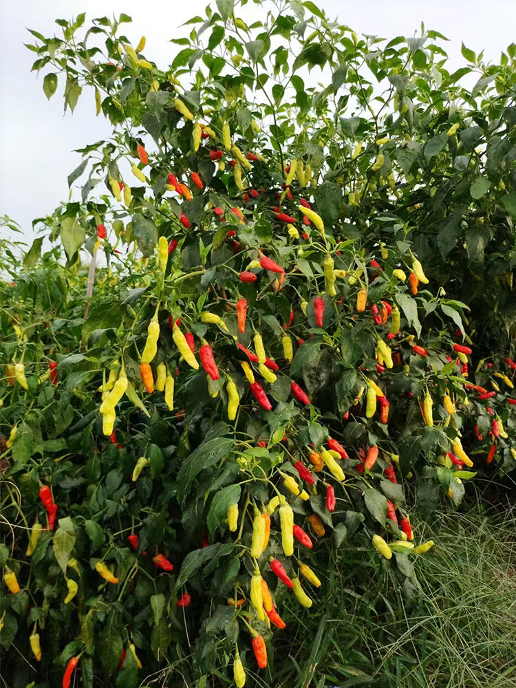 White Wrinkled Xiaomila Chili Peppers