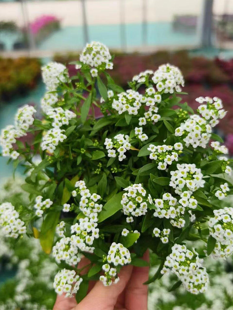 White Sweet Alyssum (Lobularia maritima)