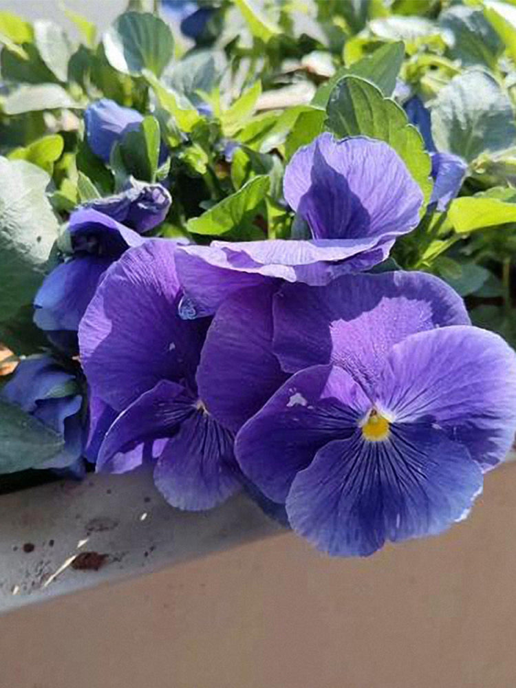 Super Bingo Series Blue Pansy (Viola × wittrockiana)