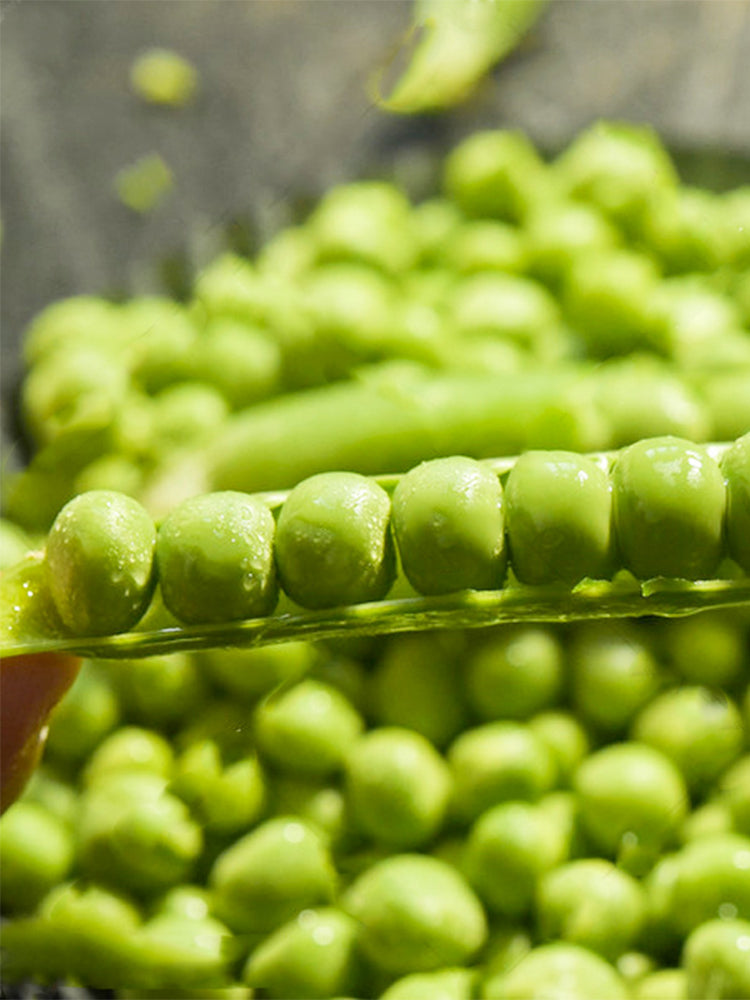 'Cherry Blossom' Snap Pea